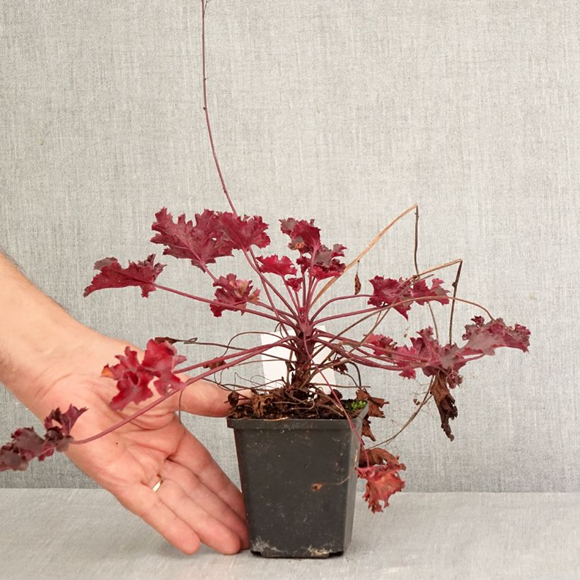 Heuchera villosa Black Beauty 8/9 cm pot sample as delivered in autumn