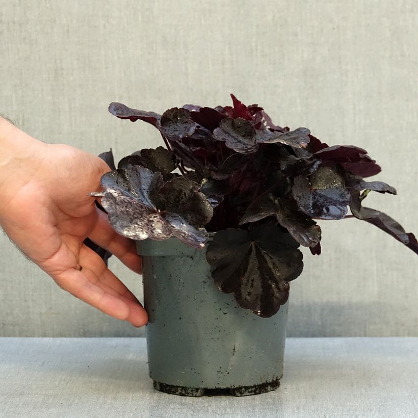Heuchera villosa Black Pearl 2L/3L pot sample as delivered in autumn
