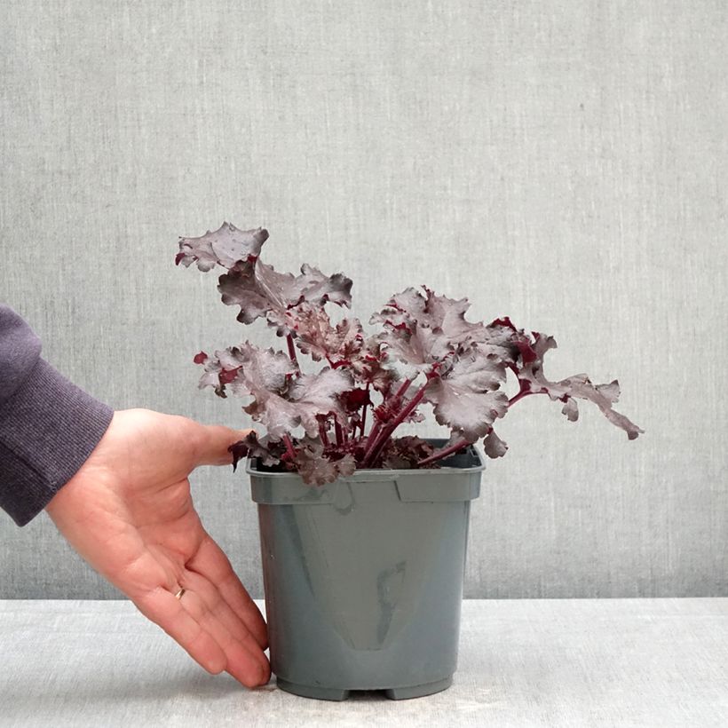 Heuchera villosa Black Pearl 2L/3L pot sample as delivered in spring