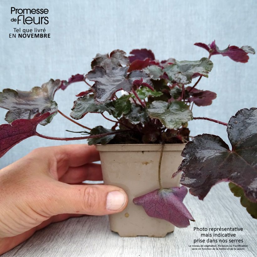 Heuchera Blackout 8/9 cm pot sample as delivered in autumn