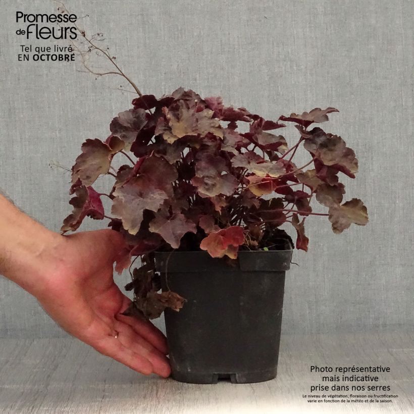 Heuchera Blackout 2L/3L pot sample as delivered in autumn