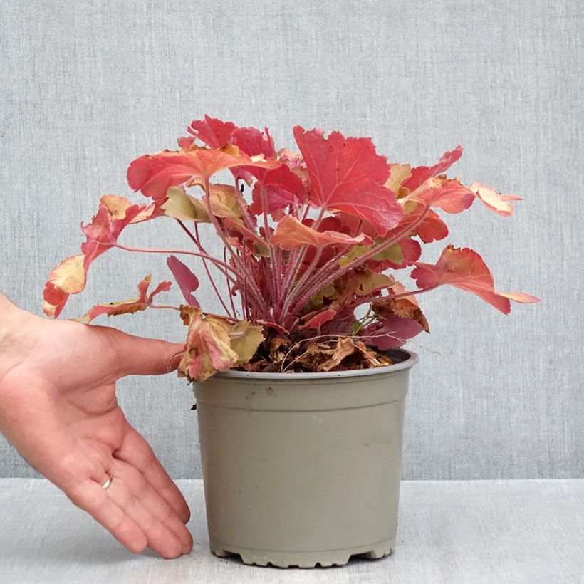Heuchera villosa Caramel 2L/3L pot sample as delivered in autumn
