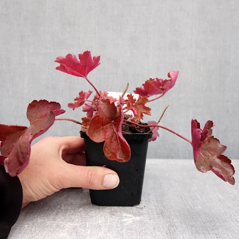 Heuchera Cherry Cola 8/9 cm pot sample as delivered in autumn