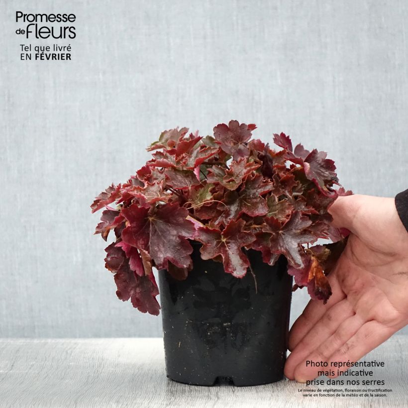 Heuchera Cherry Cola 1.5L/2L pot sample as delivered in winter