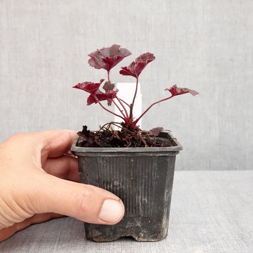 Heuchera Chocolate Ruffle 8/9 cm pot sample as delivered in autumn