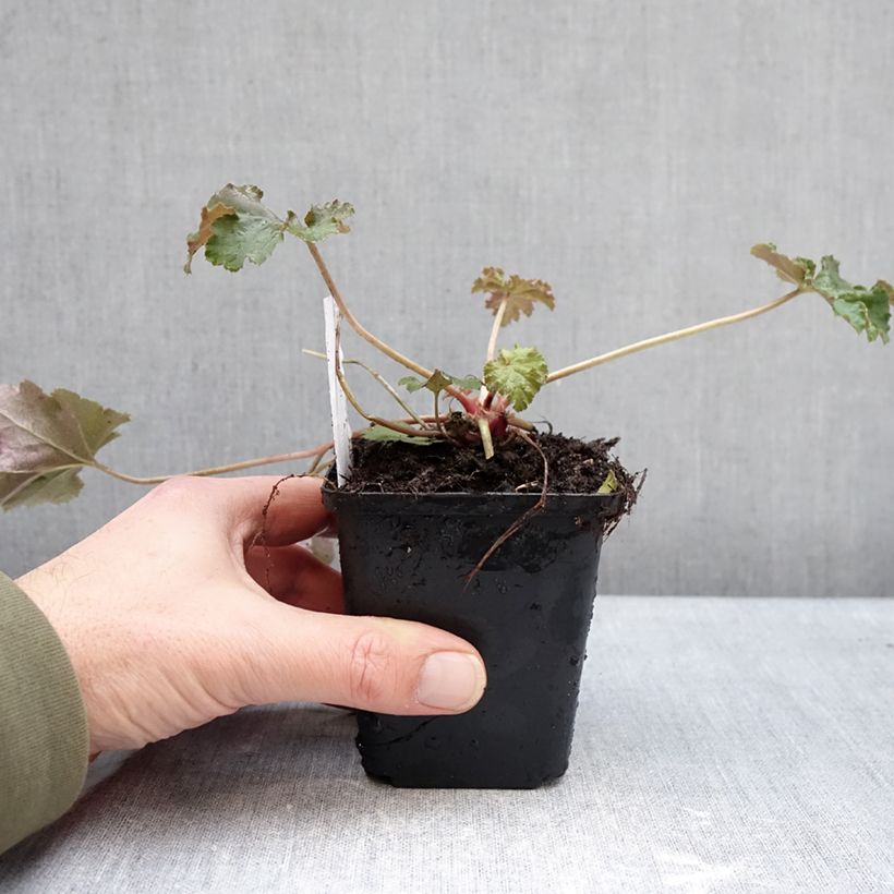 Heuchera Chocolate Ruffle 8/9 cm pot sample as delivered in winter