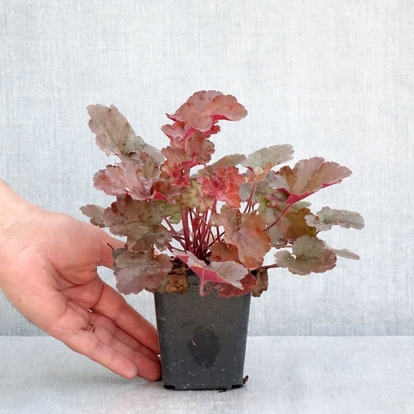 Heuchera Chocolate Ruffle 8/9 cm pot sample as delivered in spring