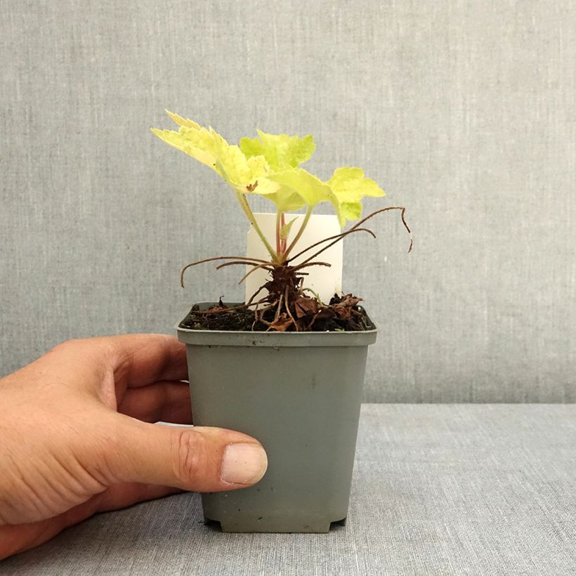 Heuchère - Heuchera Electric Lime Godet de 8/9 cm sample as delivered in summer