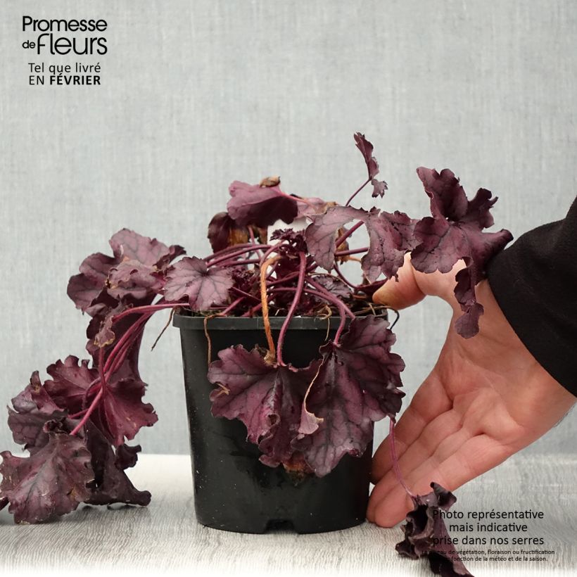 Heuchera Forever Purple 1.5L/2L pot sample as delivered in winter