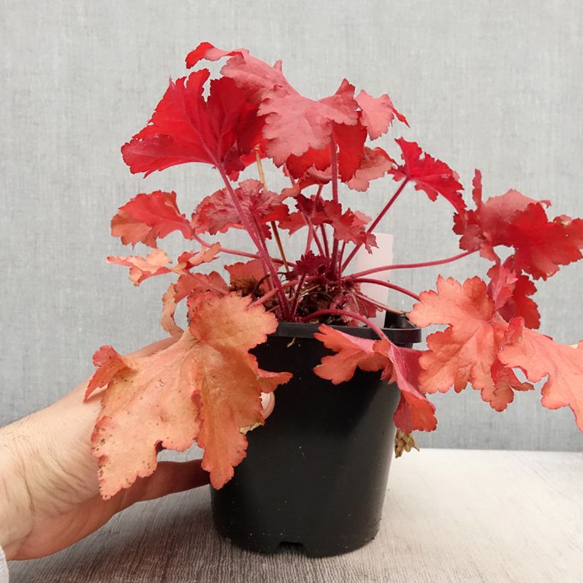 Heuchera Forever Red 1.5L/2L pot sample as delivered in spring