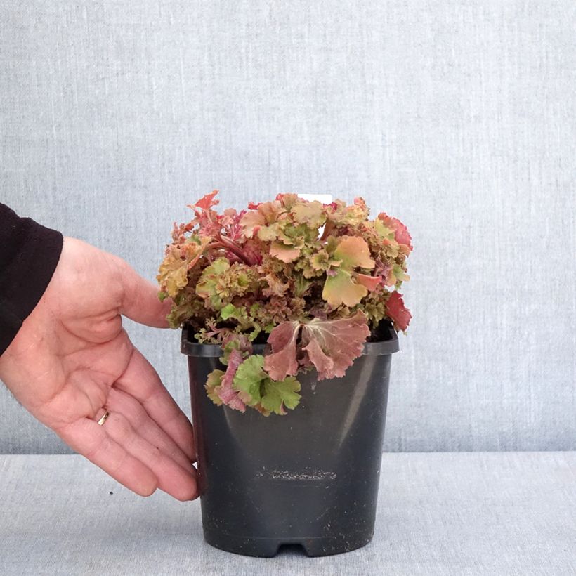 Heuchera hybrida Frilly 1.5L/2L pot sample as delivered in spring