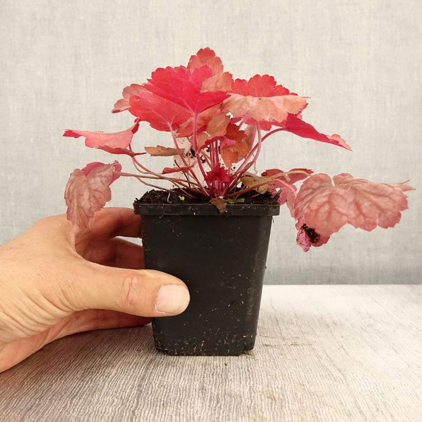 Heuchera Georgia Peach 8/9 cm pot sample as delivered in autumn