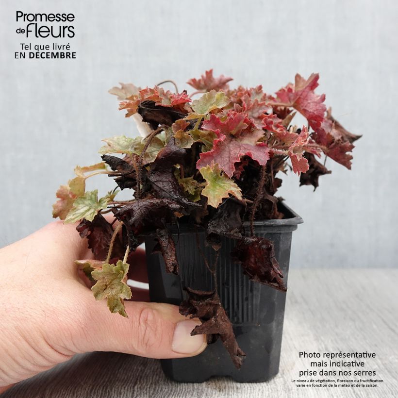 Heuchera Ginger Ale 8/9 cm pot sample as delivered in autumn