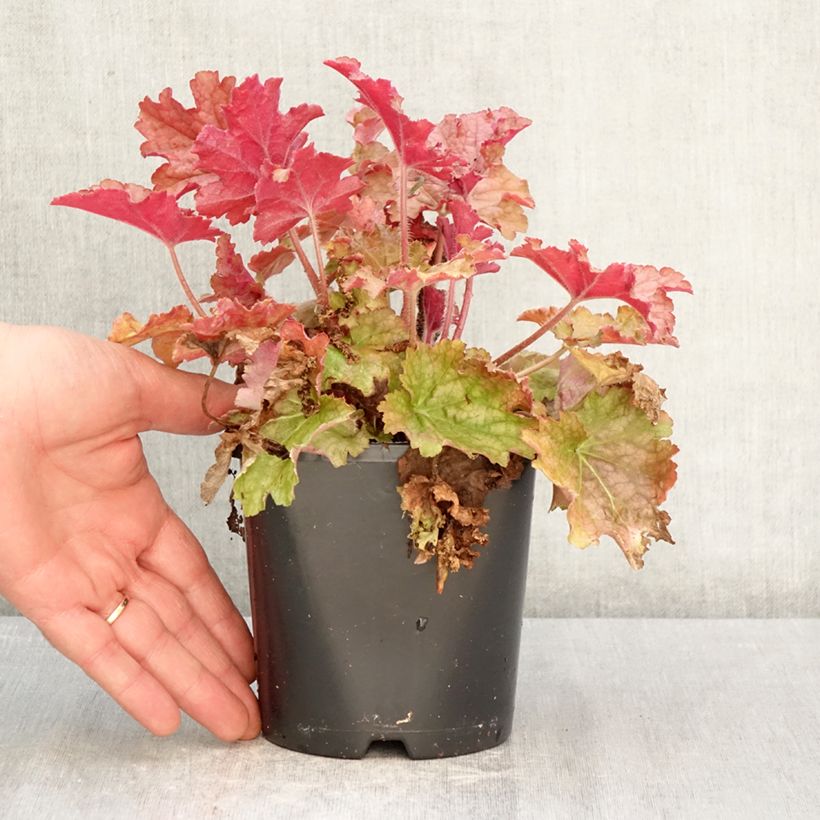 Heuchera Ginger Peach 1L/1.5L pot sample as delivered in spring