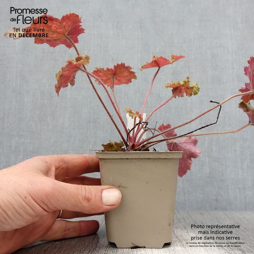 Heuchera Kassandra - Coral Bells 8/9 cm pot sample as delivered in winter