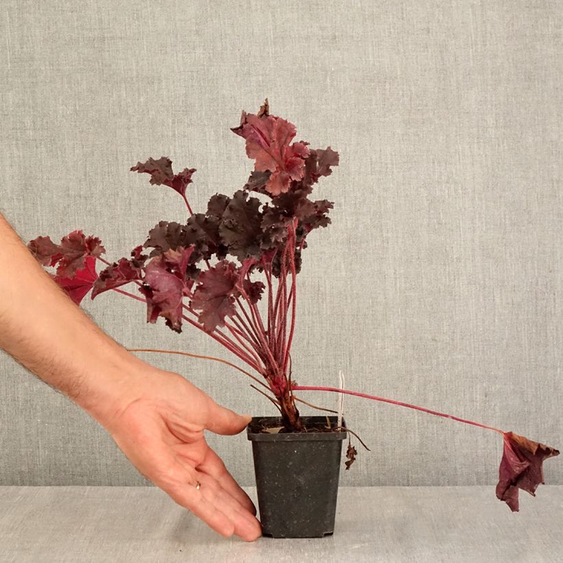 Heuchera Dark Secret 8/9 cm pot sample as delivered in autumn
