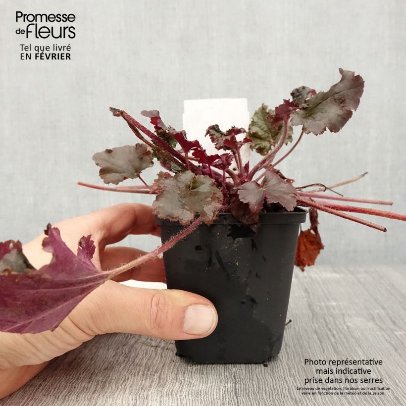 Heuchera Dark Secret 8/9 cm pot sample as delivered in winter