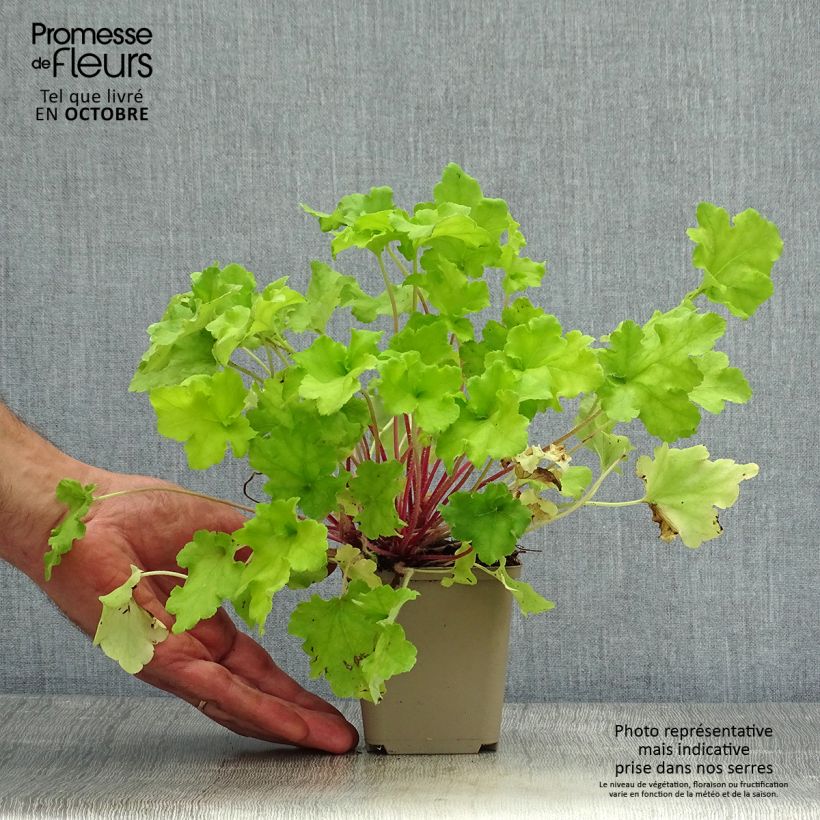 Heuchera Lime Marmalade 8/9 cm pot sample as delivered in autumn