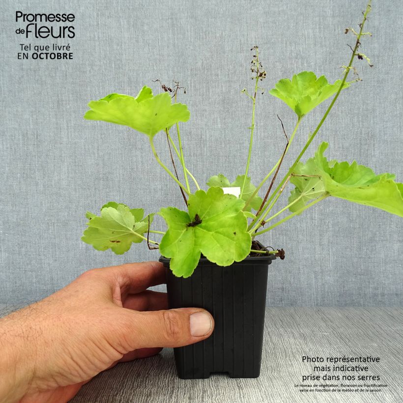 Heuchera hybrida Little Cutie Blondie in Lime 8/9 cm pot sample as delivered in autumn