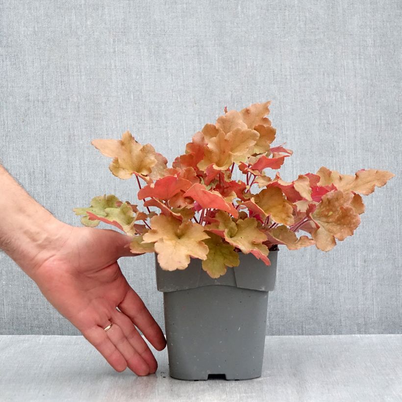 Heuchera micrantha Marmalade 2L/3L pot sample as delivered in autumn