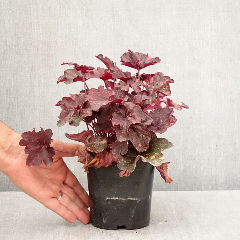 Heuchera Midnight Rose 1.5L/2L pot sample as delivered in autumn