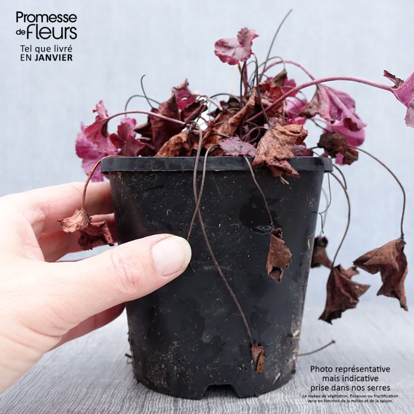 Heuchera Midnight Rose 1.5L/2L pot sample as delivered in winter