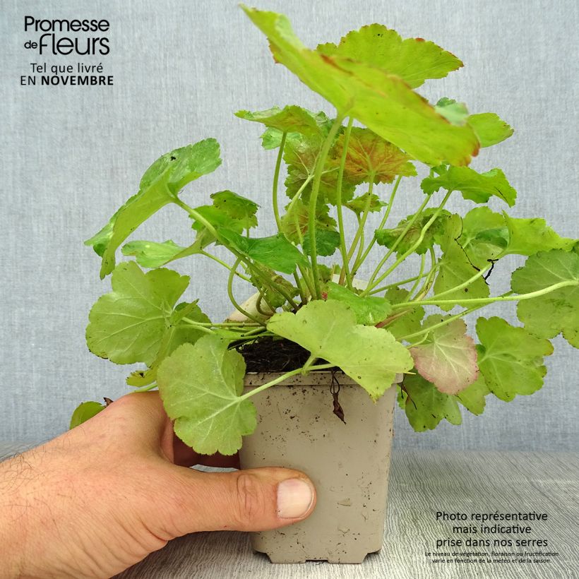 Heuchera Miracle 8/9 cm pot sample as delivered in autumn