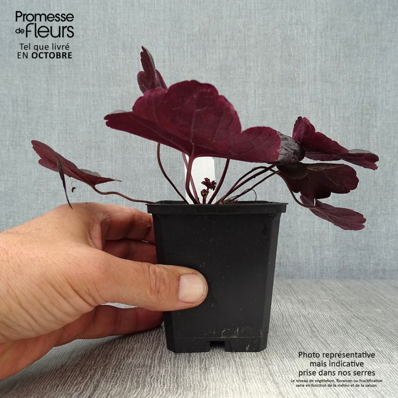 Heuchera Obsidian 8/9 cm pot sample as delivered in autumn