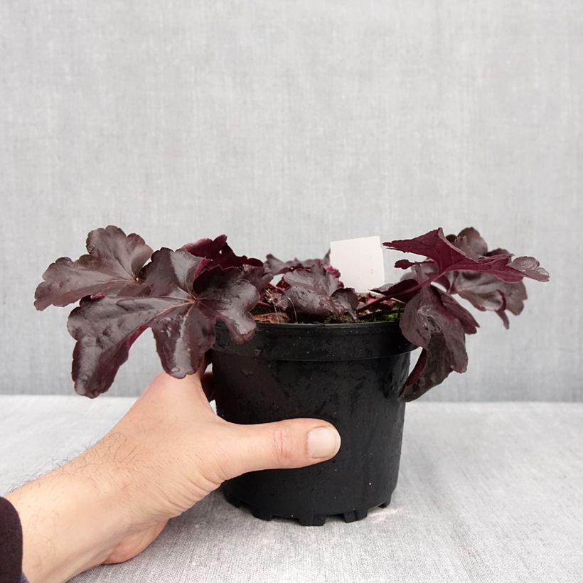 Heuchera Obsidian 1.5L/2L pot sample as delivered in autumn