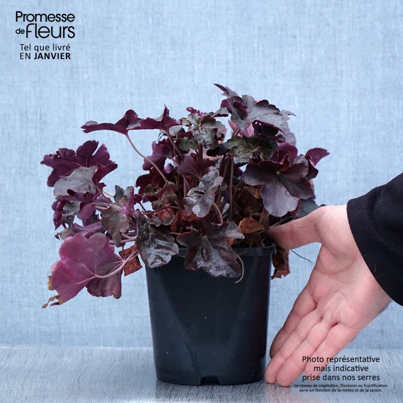 Heuchera Obsidian 1.5L/2L pot sample as delivered in winter