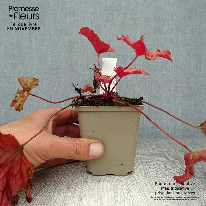 Heuchera Paprika 8/9 cm pot sample as delivered in autumn
