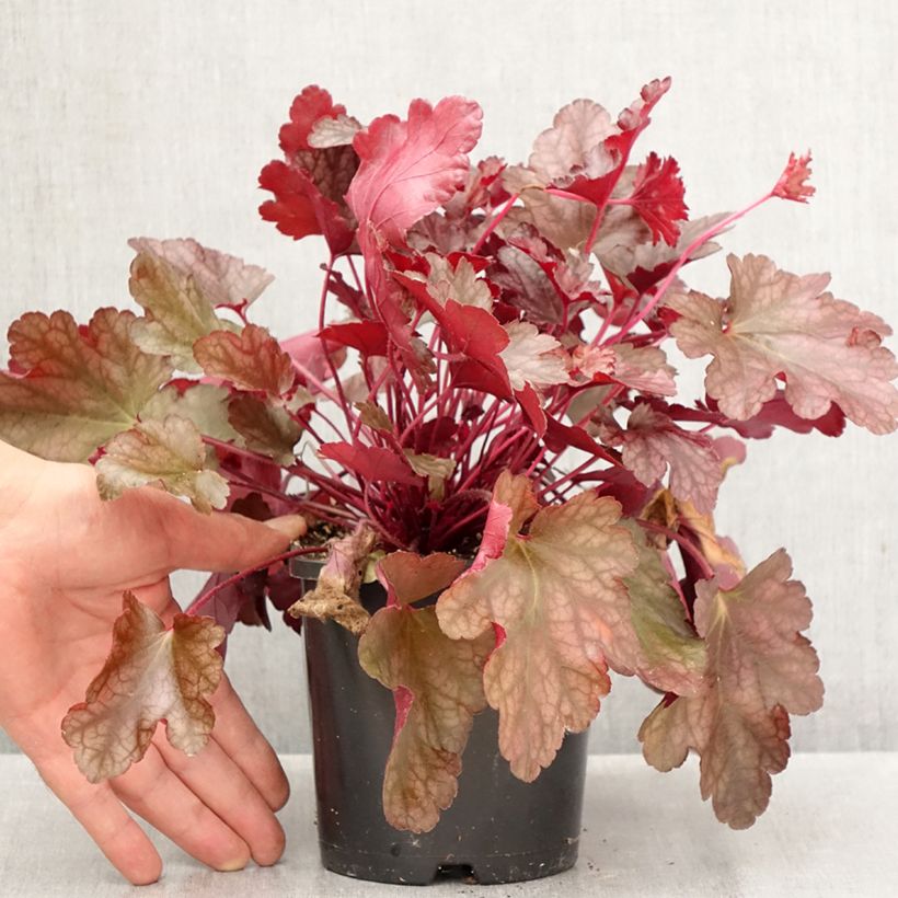 Heuchera Peach Flambé 1.5L/2L pot sample as delivered in autumn