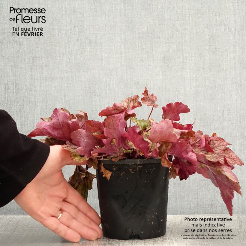 Heuchera Peach Flambé 1.5L/2L pot sample as delivered in winter