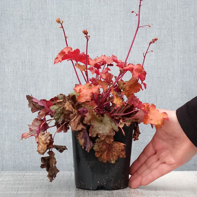 Heuchera Peach Flambé 1.5L/2L pot sample as delivered in spring