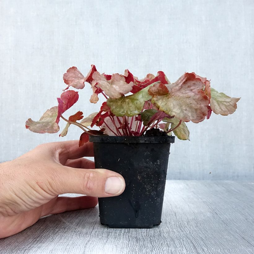Heuchera Pinot Gris 8/9 cm pot sample as delivered in autumn