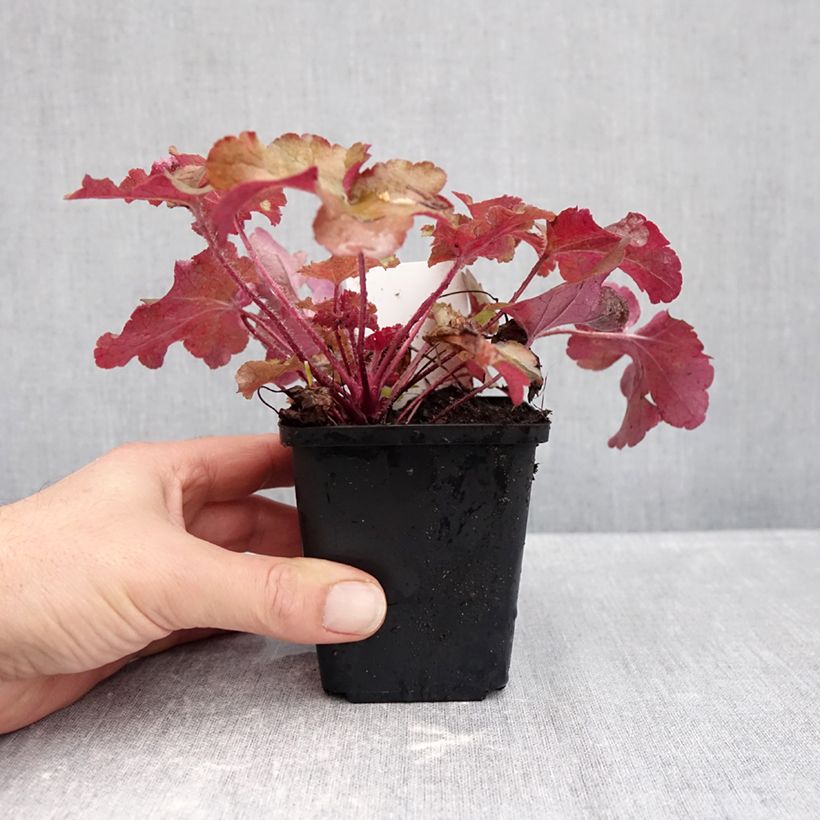 Heuchera micrantha Red Sea 8/9 cm pot sample as delivered in autumn