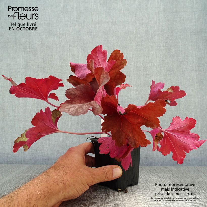 Heuchera Rio 7/8 cm pot sample as delivered in autumn
