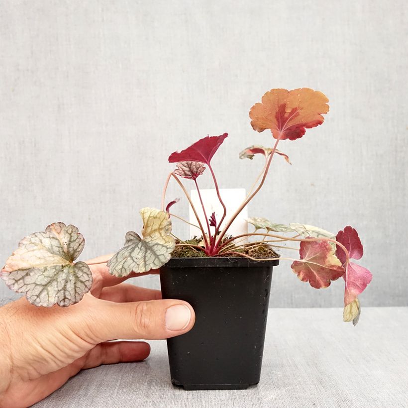 Heuchera Silver Scrolls 8/9 cm pot sample as delivered in autumn