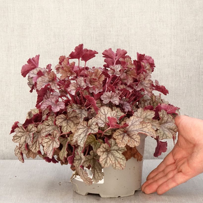 Heuchera Silver Scrolls 2L/3L pot sample as delivered in spring