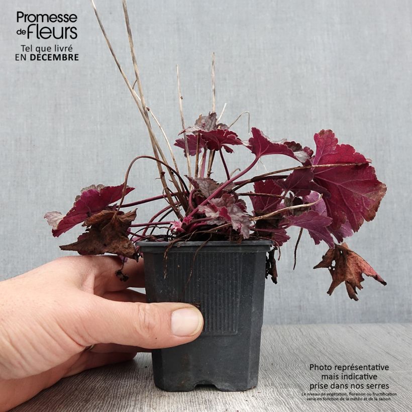 Heuchera Spellbound 8/9 cm pot sample as delivered in autumn