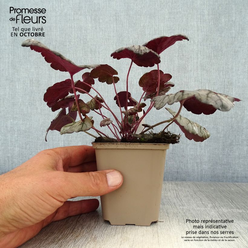 Heuchera villosa Sugar Plum 8/9 cm pot sample as delivered in autumn