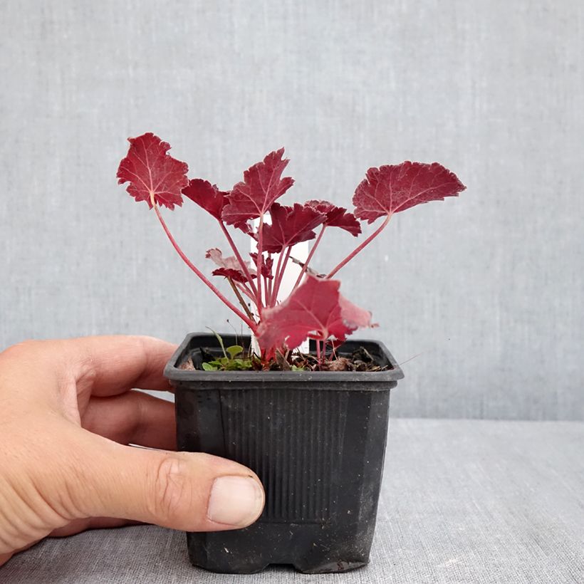 Heuchera Timeless Treasure 8/9 cm pot sample as delivered in summer