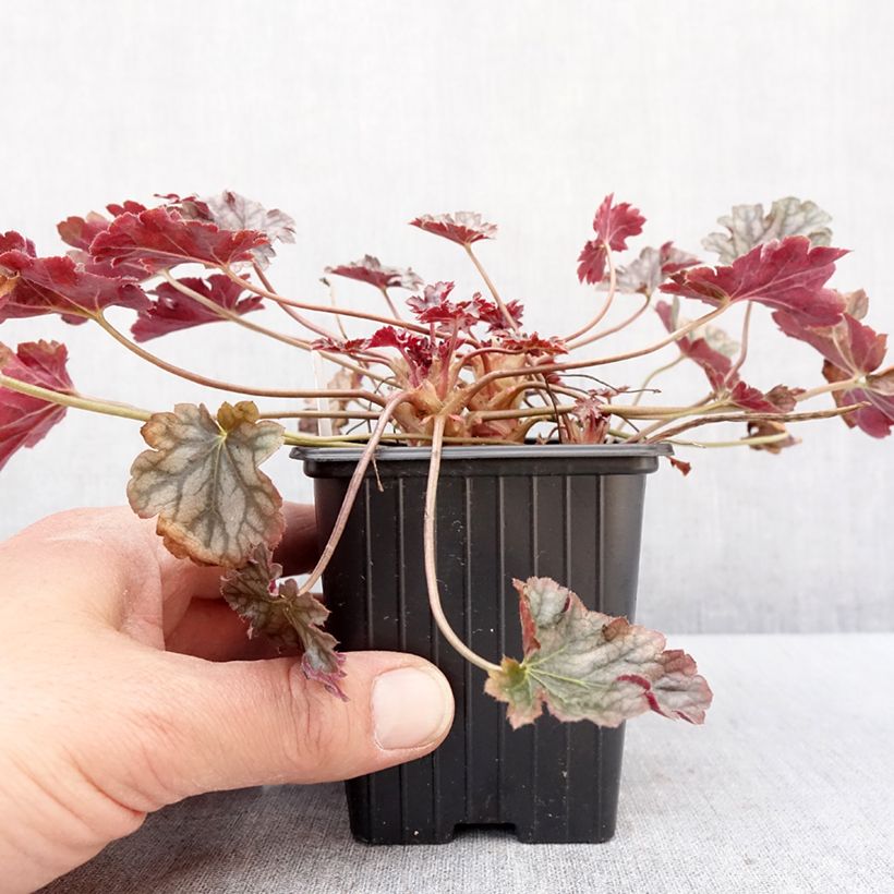 Heuchera Timeless Treasure 8/9 cm pot sample as delivered in winter