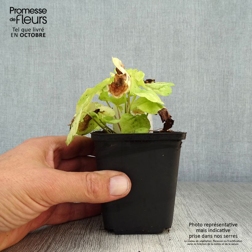 Heuchera Tiramisu 8/9 cm pot sample as delivered in autumn