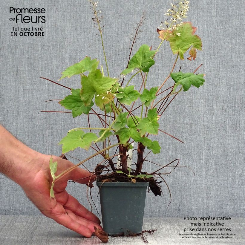 Heuchera villosa Chantilly 8/9 cm pot sample as delivered in autumn