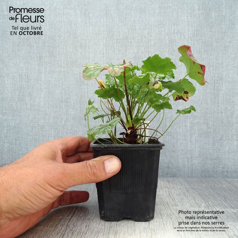 Heuchera Paris 8/9 cm pot sample as delivered in autumn