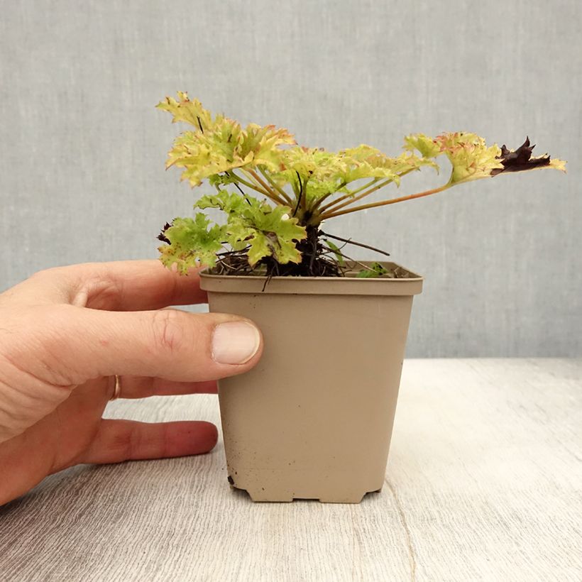 Heuchera hybrida Pear Crisp 8/9 cm pot sample as delivered in autumn
