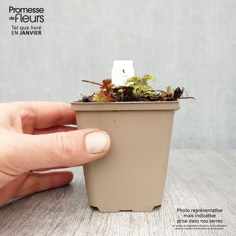 Heuchera hybrida Pear Crisp 8/9 cm pot sample as delivered in winter