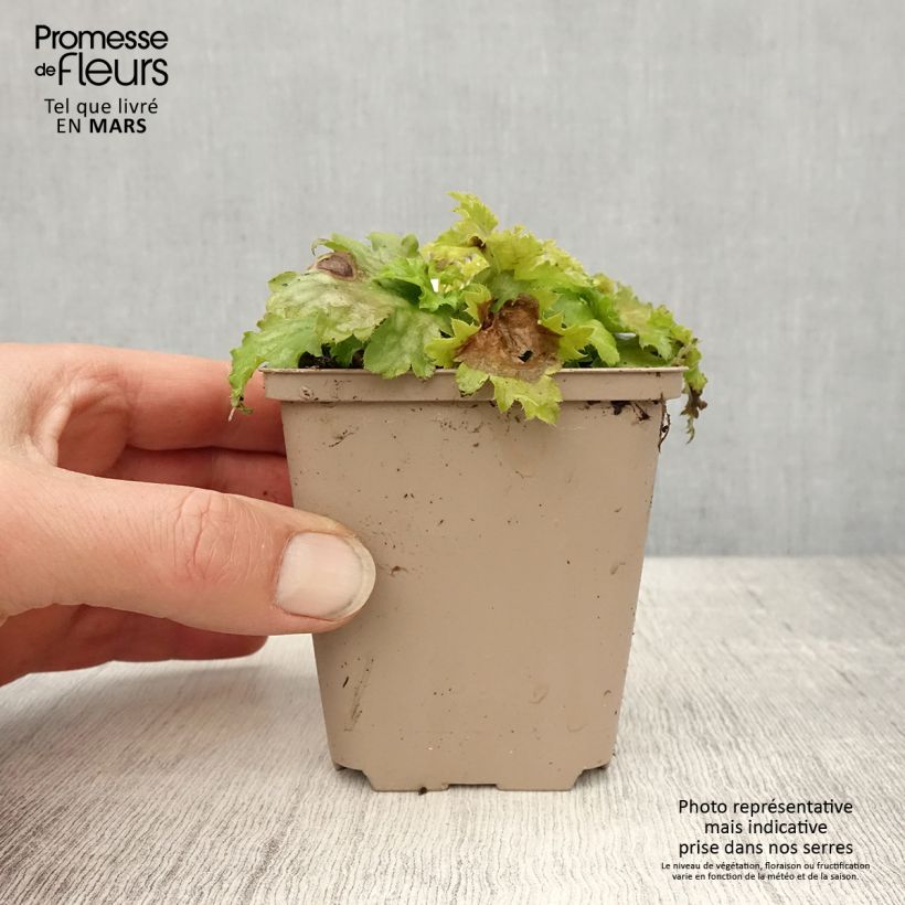 Heuchera hybrida Pear Crisp 8/9 cm pot sample as delivered in spring