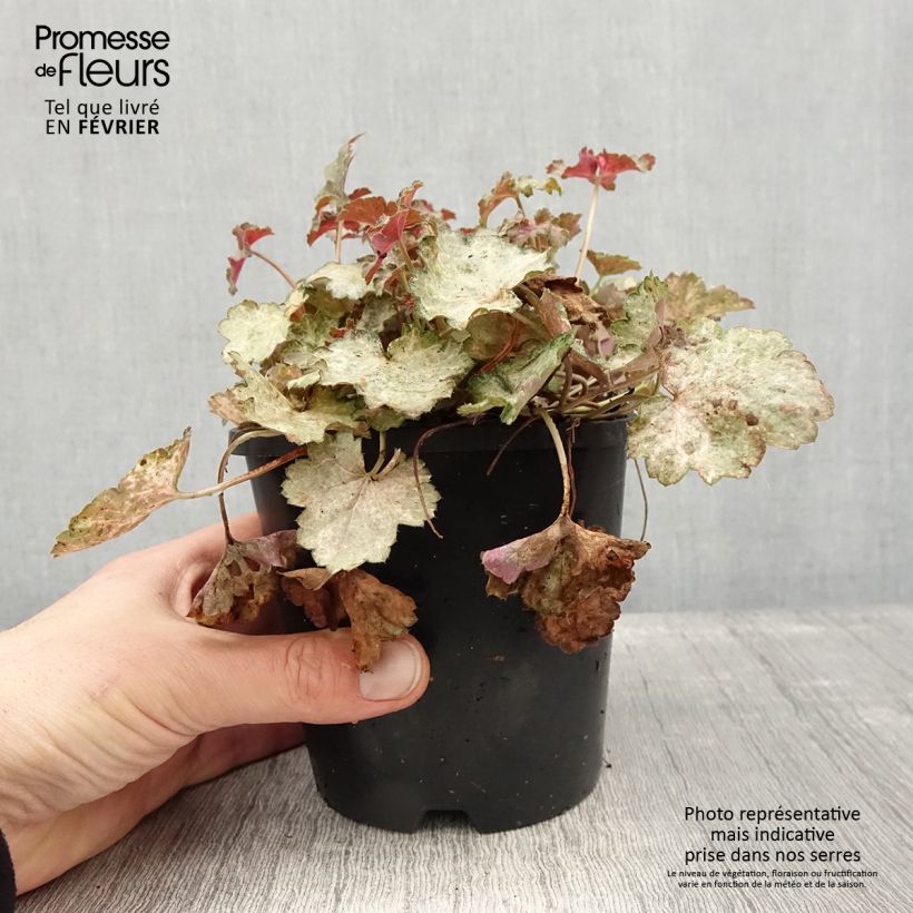 Heuchera Pinky Panky 1.5L/2L pot sample as delivered in winter